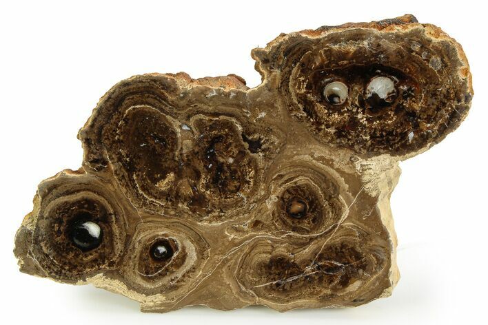 Polished Fossil Stromatolite Colony - Utah #351206